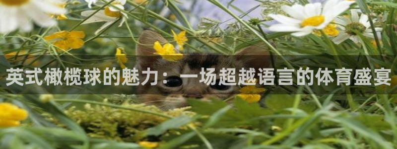 德国vsport体育官方正版app集团:英式橄榄球的魅力:一